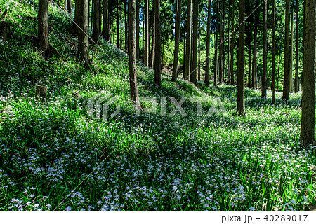 シャガ群生地　水源の里　京都　綾部 40289017