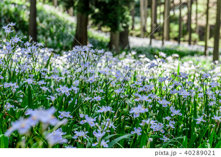 シャガ群生地　水源の里　京都　綾部 40289021
