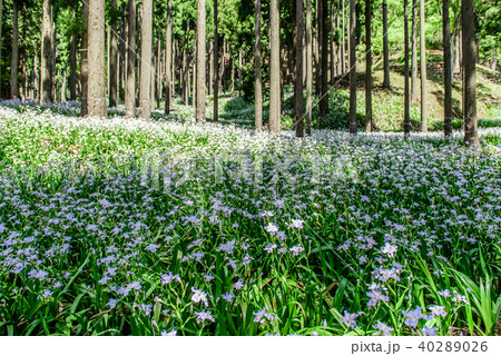 シャガ群生地 水源の里 京都 綾部 シャガ群生地 水源の里 京都 綾部 40289026
