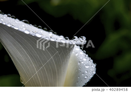 クワズイモ 雨水 あめ湯 40289458