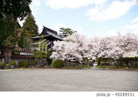 木曽町にある徳音寺の桜。 40289531