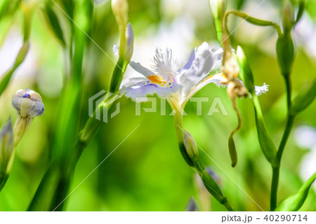 シャガ シャガ 40290714