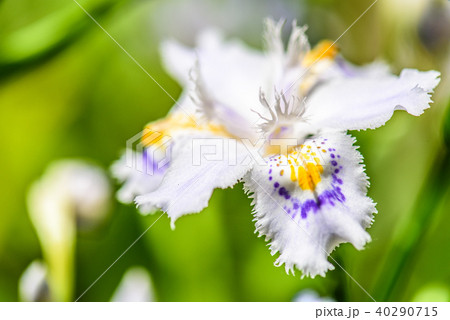 シャガ　 40290715