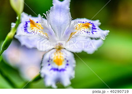 シャガ　 40290719