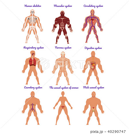 Different human organ system set, muscular, circulatory, respiratory, nervous, digestive, excretory Different human organ system set, muscular, circulatory, respiratory, nervous, digestive, excretory 40290747