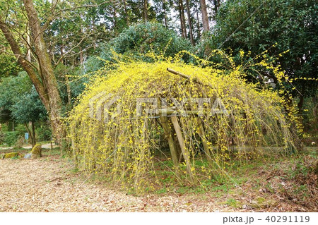 早春の木の花・鮮やかな黄色の花を付けて花枝を伸ばすレンギョウ・横位置 40291119