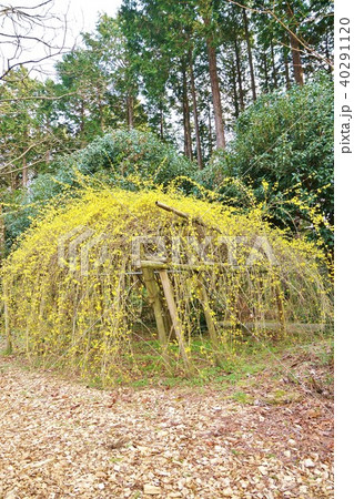早春の木の花・鮮やかな黄色の花を付けて花枝を伸ばすレンギョウ・縦位置 早春の木の花・鮮やかな黄色の花を付けて花枝を伸ばすレンギョウ・縦位置 40291120