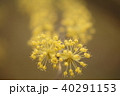 サンシュウの花 40291153