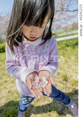 桜の花を手のひらに乗せる女の子の写真素材