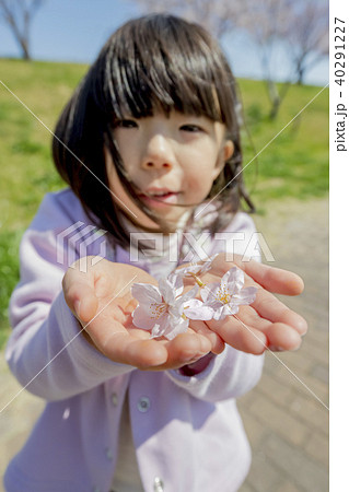 女の子が手のひらに乗せた桜の花の写真素材