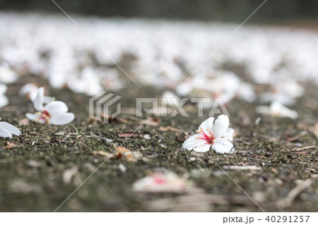 アブラギリ 花 フラワー 40291257