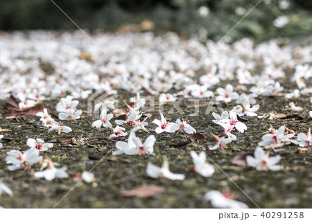 アブラギリ 花 フラワー 40291258