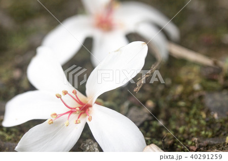 アブラギリ 花 フラワー 40291259