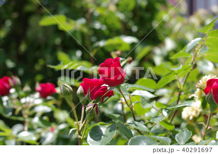 ばらの蕾（群れ） 40291697