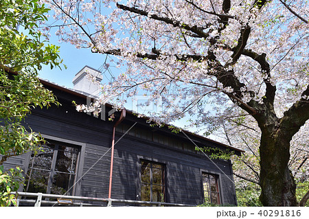 旧乃木邸と桜 旧乃木邸と桜 40291816