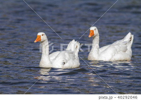 Domestic goose (Anser anser domestica) 40292046