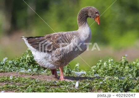 Domestic goose (Anser anser domestica) 40292047