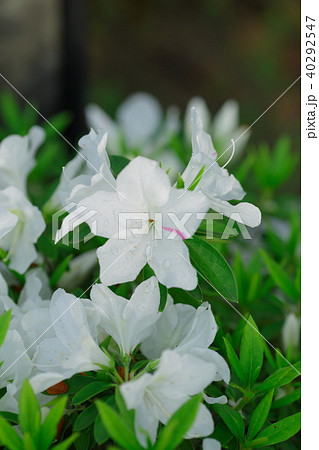 つつじ 40292547