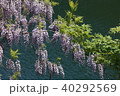 水辺の藤 40292569