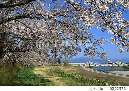 秋田新幹線・桧内川の桜並木を行くこまち 40292576