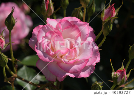 バラ（ニコール） 40292727