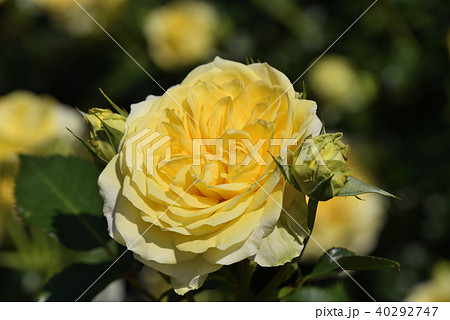 バラ（サンライト・ロマンティカ） 40292747
