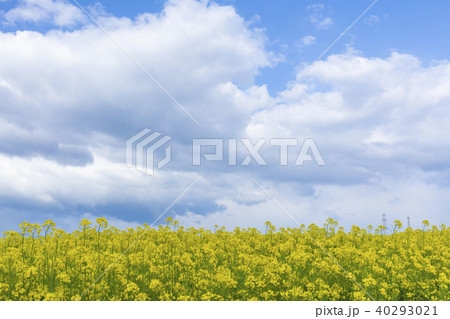 菜の花畑　 40293021