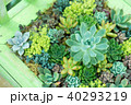 ガーデニング（多肉植物） 40293219