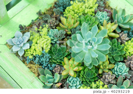 ガーデニング(多肉植物) ガーデニング(多肉植物) 40293219