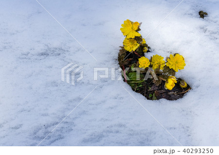福寿草 春を告げる花 福寿草 春を告げる花 40293250