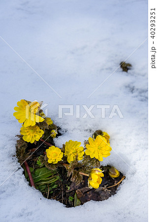 福寿草　春を告げる花 40293251