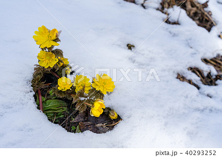 福寿草 春を告げる花 福寿草 春を告げる花 40293252