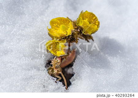 福寿草 春を告げる花 福寿草 春を告げる花 40293264