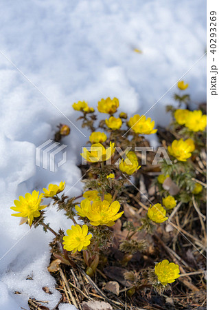 福寿草　春を告げる花 40293269