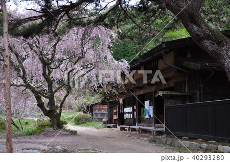 春の中山道一石栃立場茶屋 40293280