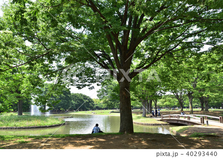 代々木公園の池と噴水 代々木公園の池と噴水 40293440