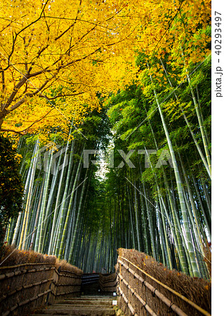 京都市右京区にある秋の化野念仏寺境内を撮影したもの 京都市右京区にある秋の化野念仏寺境内を撮影したもの 40293497