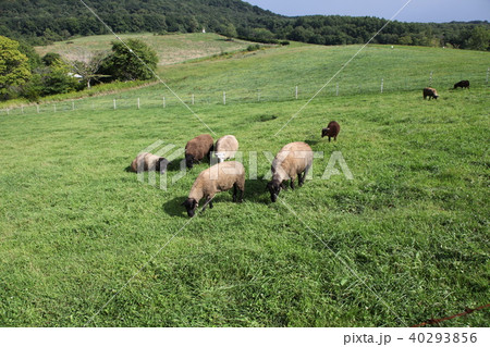 羊_ハイジ牧場 40293856