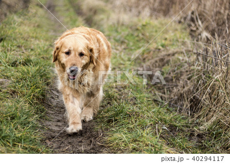 old golden retriever dog 40294117