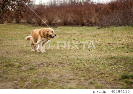 old golden retriever dog 40294119