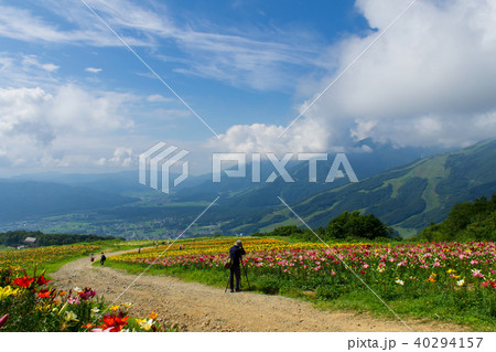 白馬岩岳ゆり園／長野県白馬村 40294157