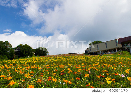 白馬岩岳ゆり園／長野県白馬村 40294170