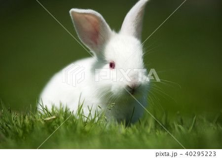 Baby white rabbit in grass 40295223
