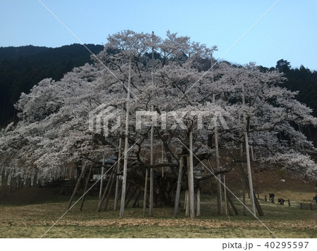 淡墨桜 淡墨桜 40295597