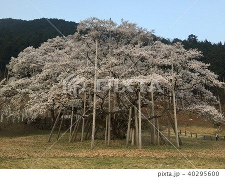 淡墨桜 40295600