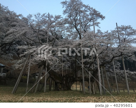 淡墨桜 40295601