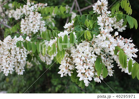 ニセアカシア　～・；・ハリエンジュ・；・～ 40295971