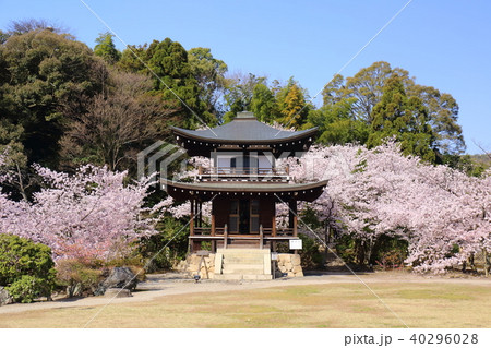 京都　春の勧修寺　観音堂 40296028