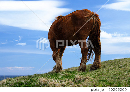 下北半島　春の寒立馬 40296200