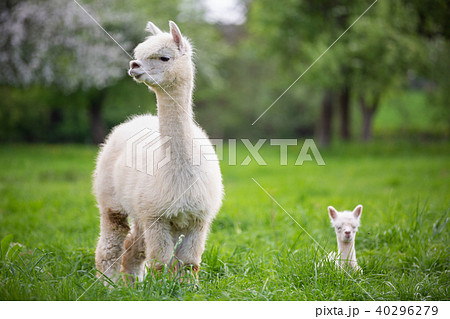 White Alpaca with offspring, South American mammal 40296279